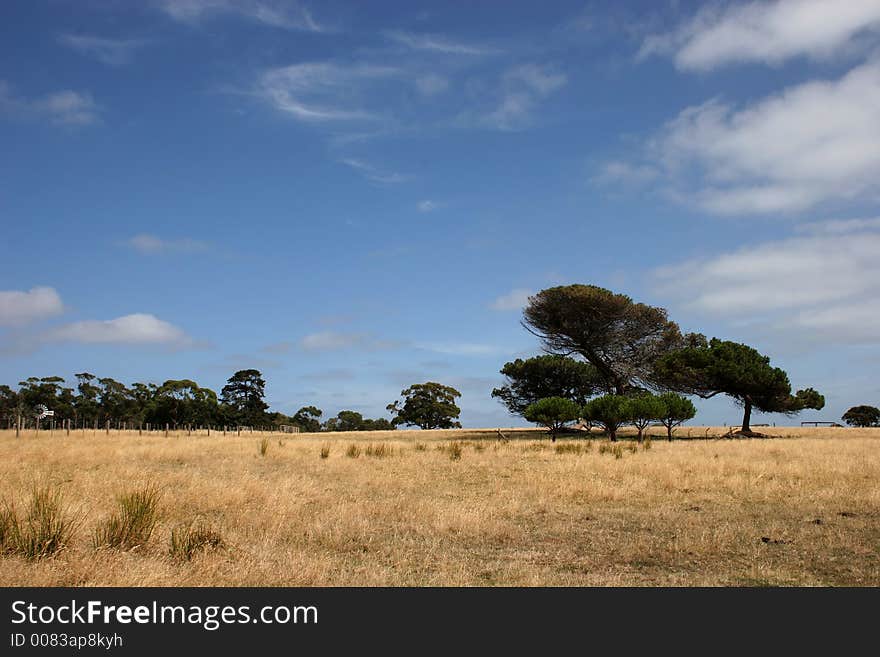 Alone tree on blue sky and yellow field