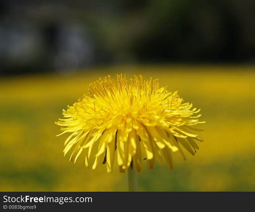 A yellow flower on a warm summer day. A yellow flower on a warm summer day.