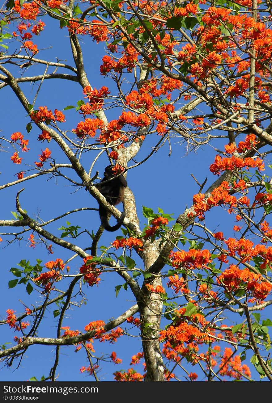 The tree in blossom with a monkey resting on a branch  in Costa Rica. The tree in blossom with a monkey resting on a branch  in Costa Rica.