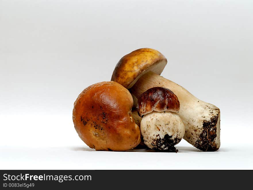 Edible brown mushrooms on a white background