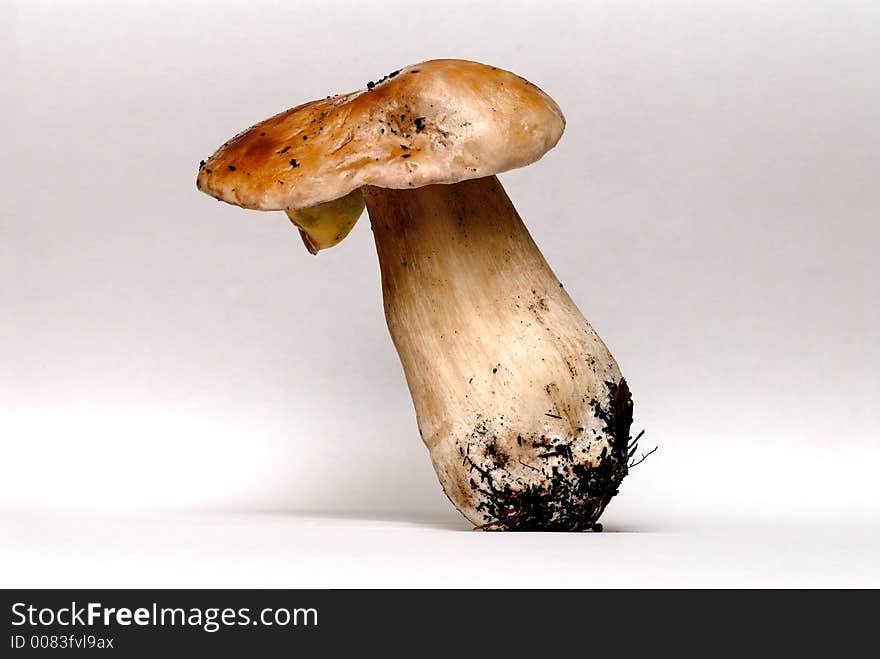 Edible brown mushroom on a white background