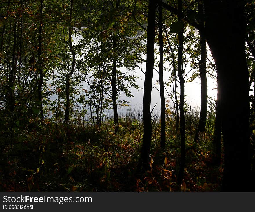 Silhouettes of trees against water. Silhouettes of trees against water.