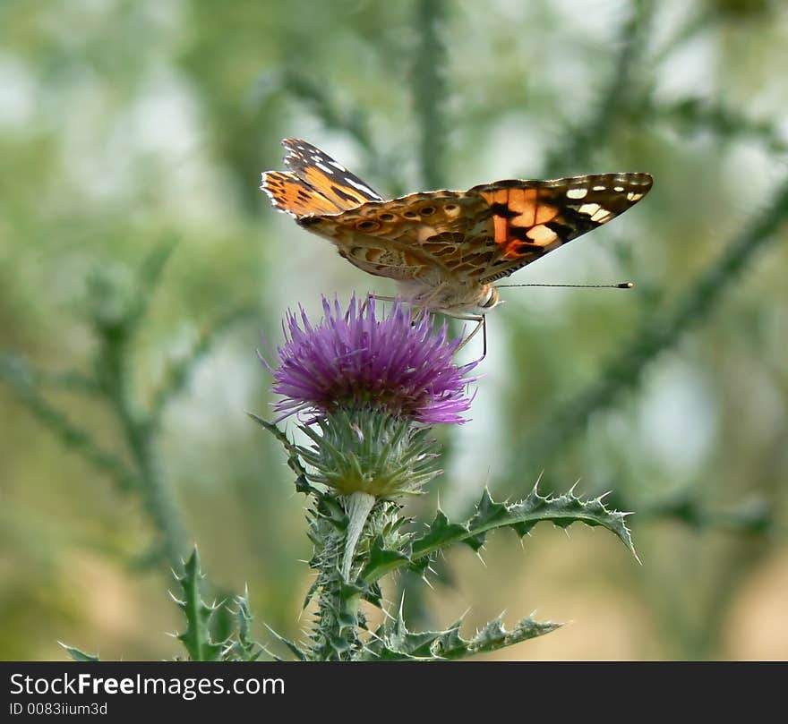 Butterfly On Thistle