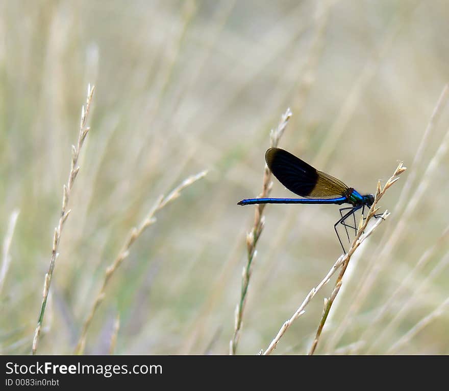 Dragonfly