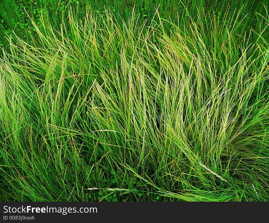 Wild grass background folded after the heavy rain