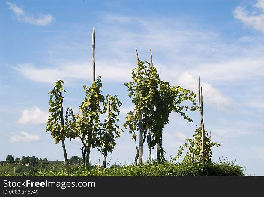 Vine, grapesand blue sky - vintage time