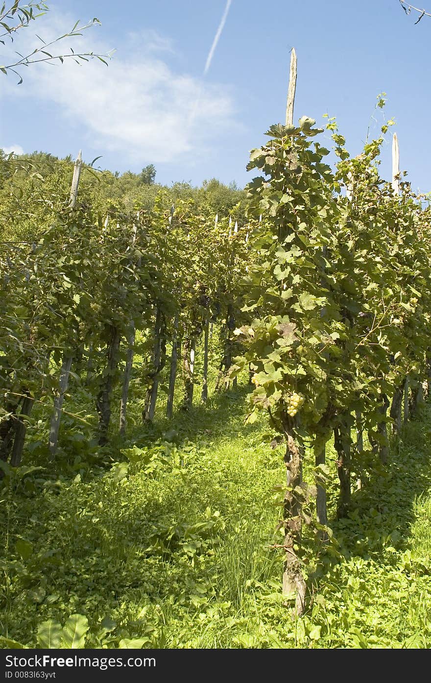 Vineyard in summer season - early september