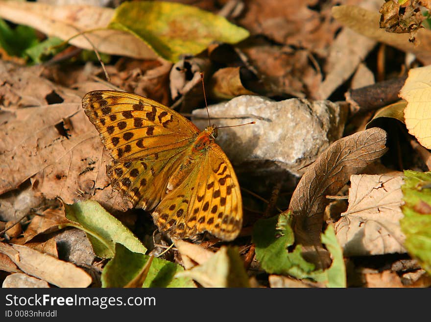 Argynnis paphia butterfly