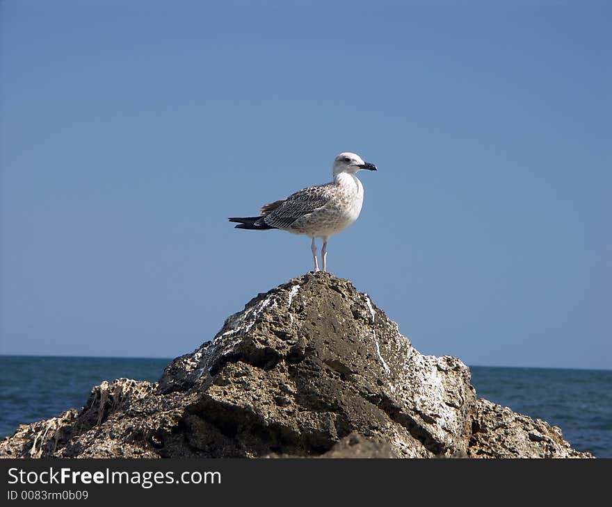 Seagull sitting on top of a rock by the sea. Seagull sitting on top of a rock by the sea