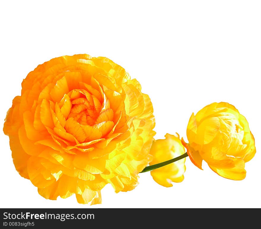 Three full bloom yellow poppies on a white background - copy space. Three full bloom yellow poppies on a white background - copy space