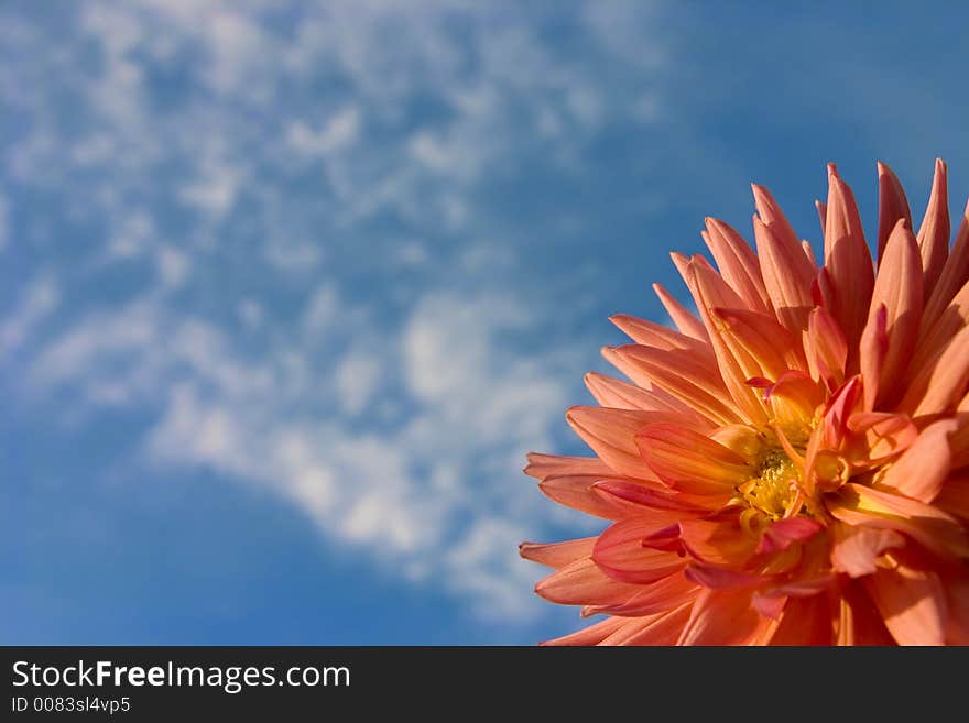 Dahlia on a background of the blue sky