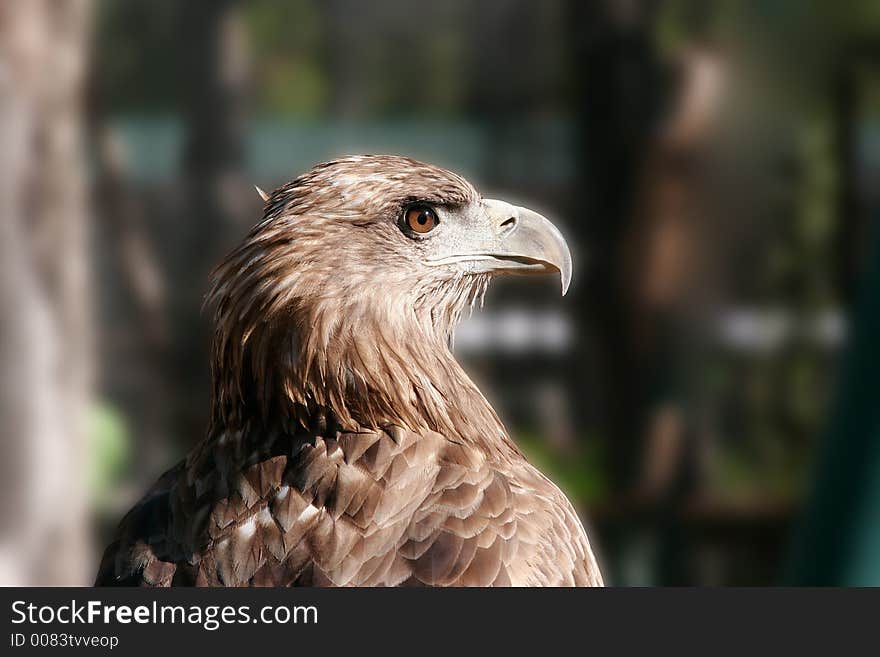 Head of a young eagle which looks afar