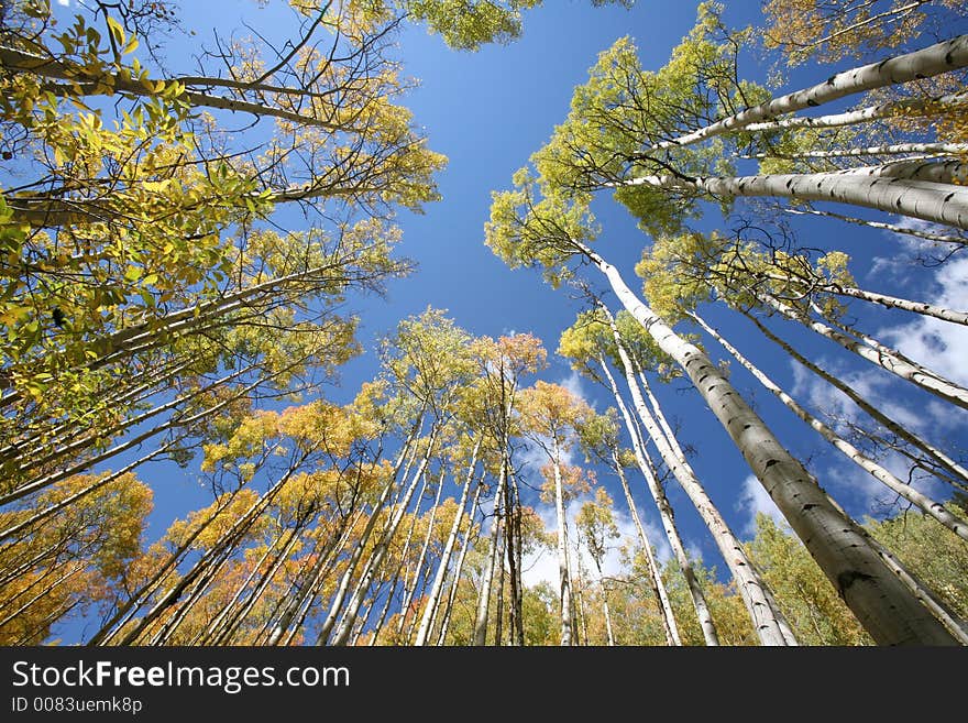 Towering aspen trees