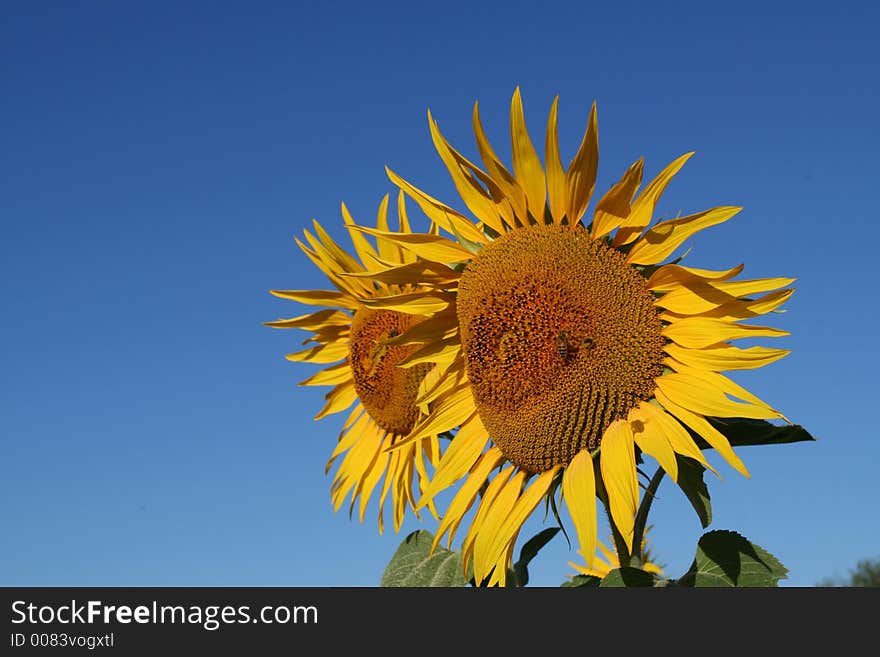 Two sunflowers in the morning light. Two sunflowers in the morning light