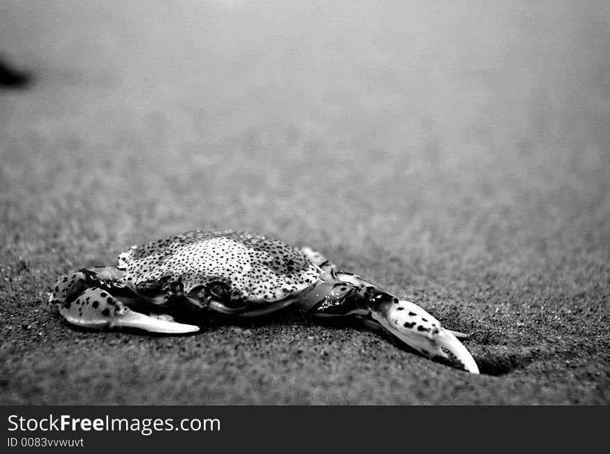 A crab on the beach in black and white