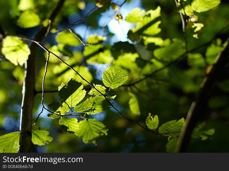 Green leaves with yellow sunshine