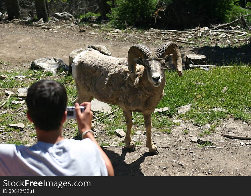 Boy takes picture of goat up close. Boy takes picture of goat up close.