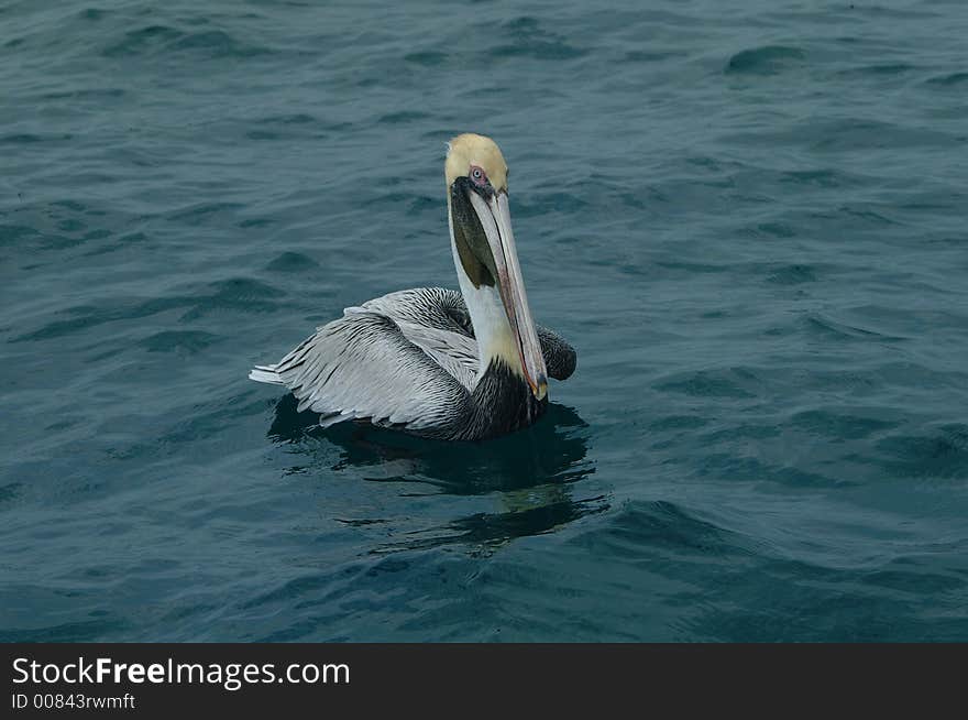 Pelican