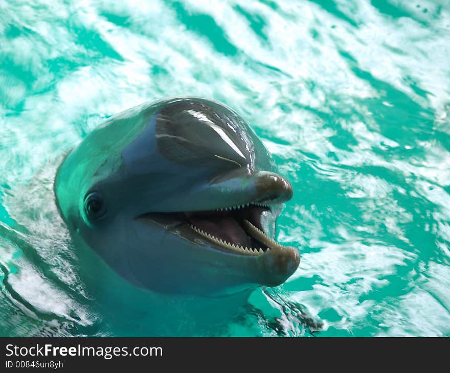 Bottlenose dolphin