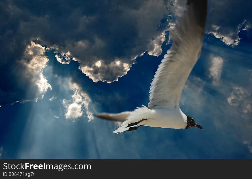 White seagull flying in the blue sky. White seagull flying in the blue sky