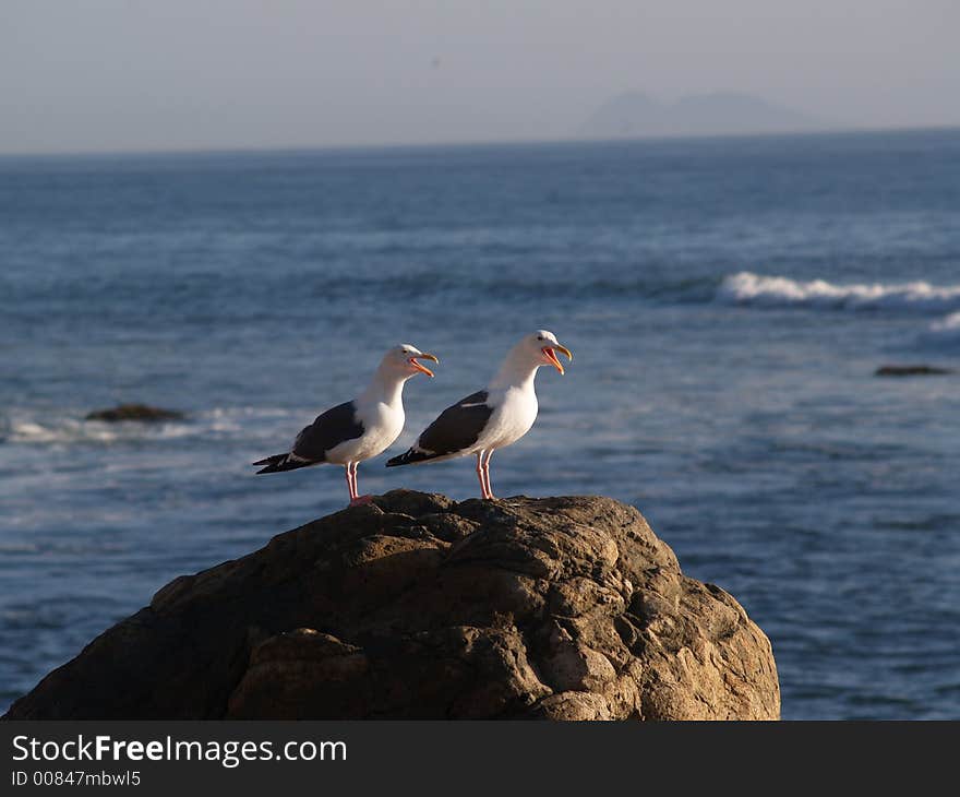 Pair Of Squaking Seagulls