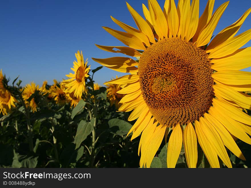 Sunflower in the morning light