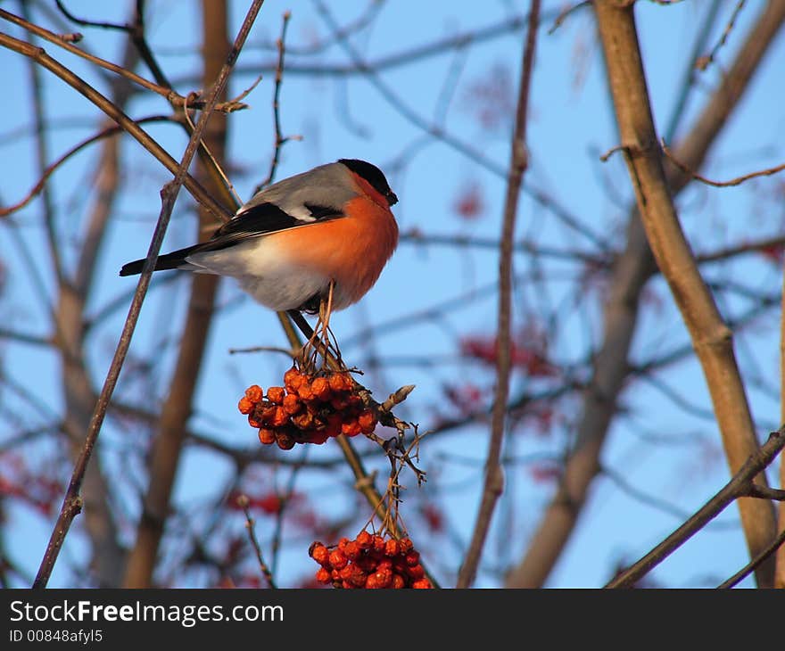 Bullfinch sitting on the rowantree; January, Russia