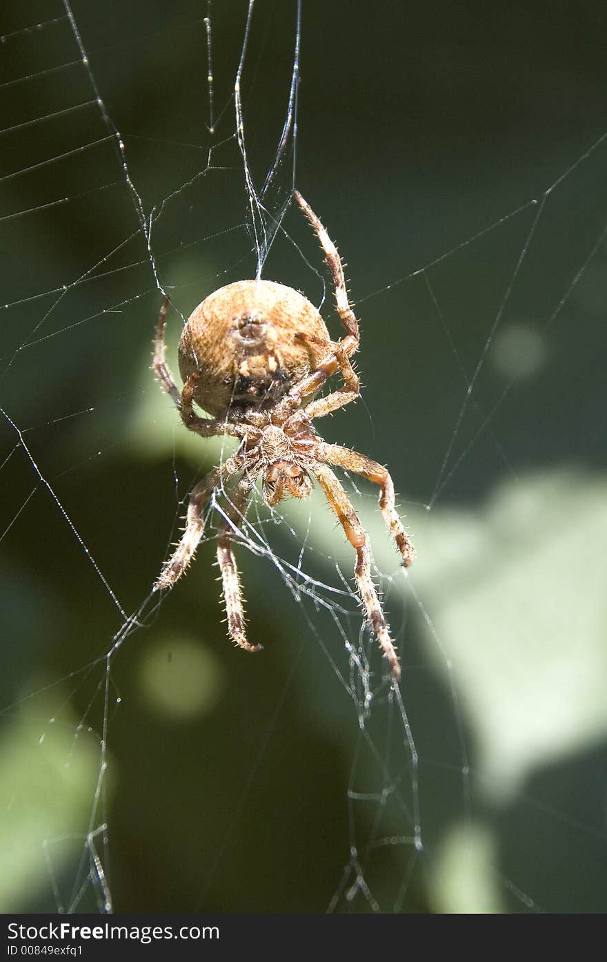 A view of a huge spider in his web. A view of a huge spider in his web