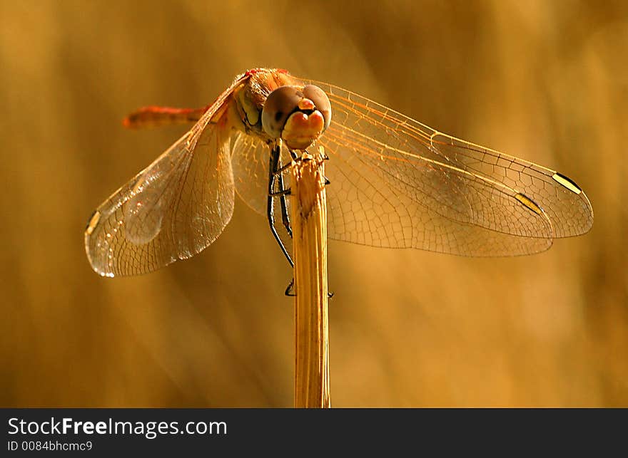 Front close up on dragonfly