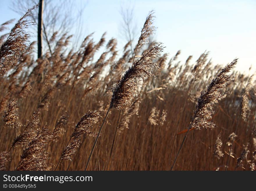 Reeds