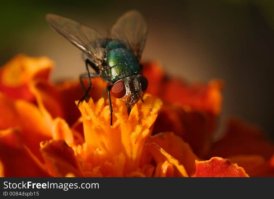 A green fly on a orange flower