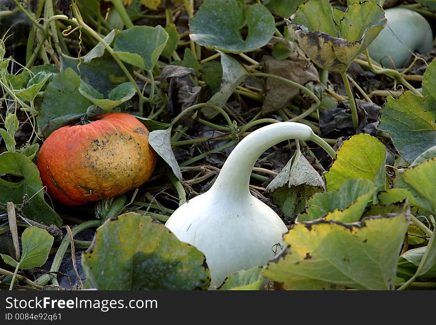 White and orange pumpkins on the field