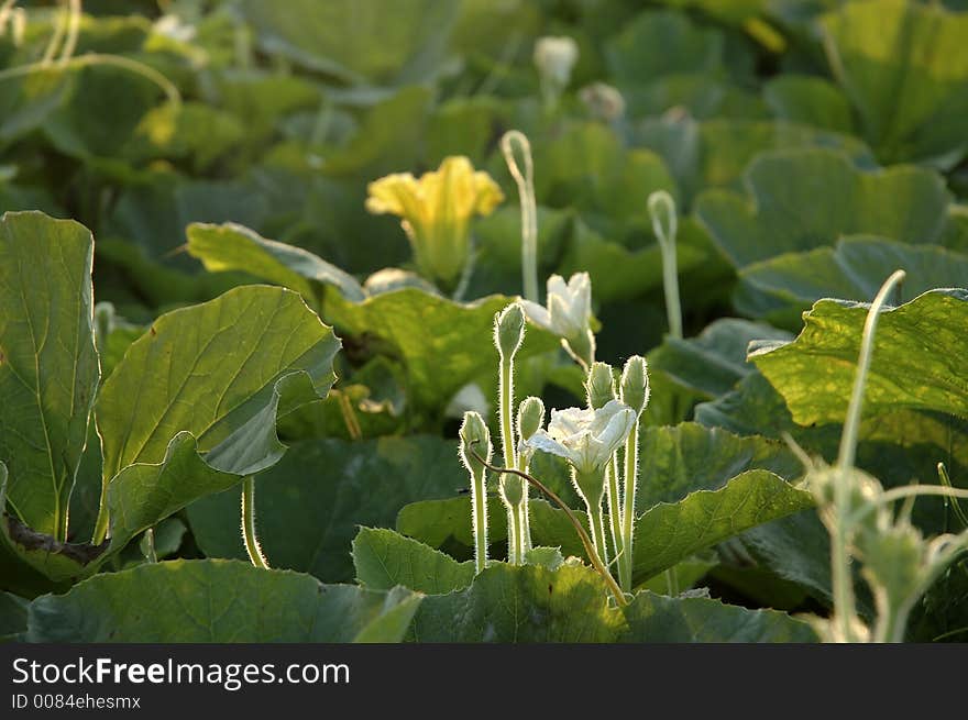 Pumpkin flowers on the field. Pumpkin flowers on the field