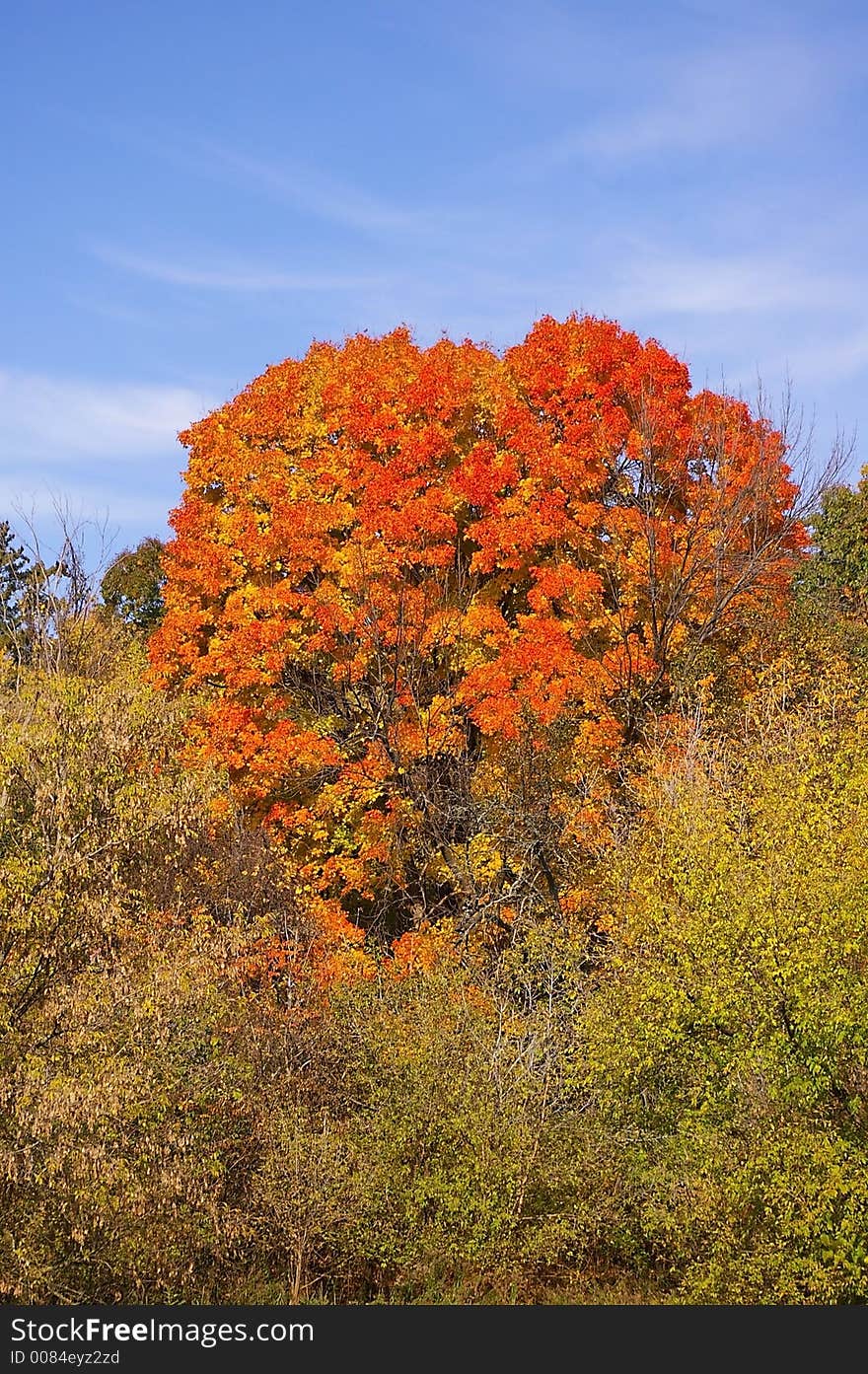 A large tree in fall changing color (orange and red) against a blue sky background. A large tree in fall changing color (orange and red) against a blue sky background.