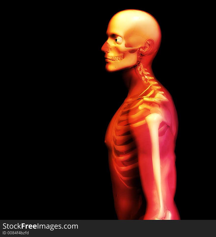 An x ray image of a man in which you can see the Skelton under the skin. An x ray image of a man in which you can see the Skelton under the skin.