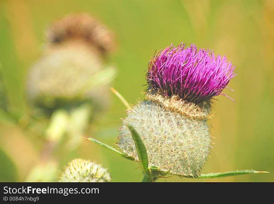 Hairy flower