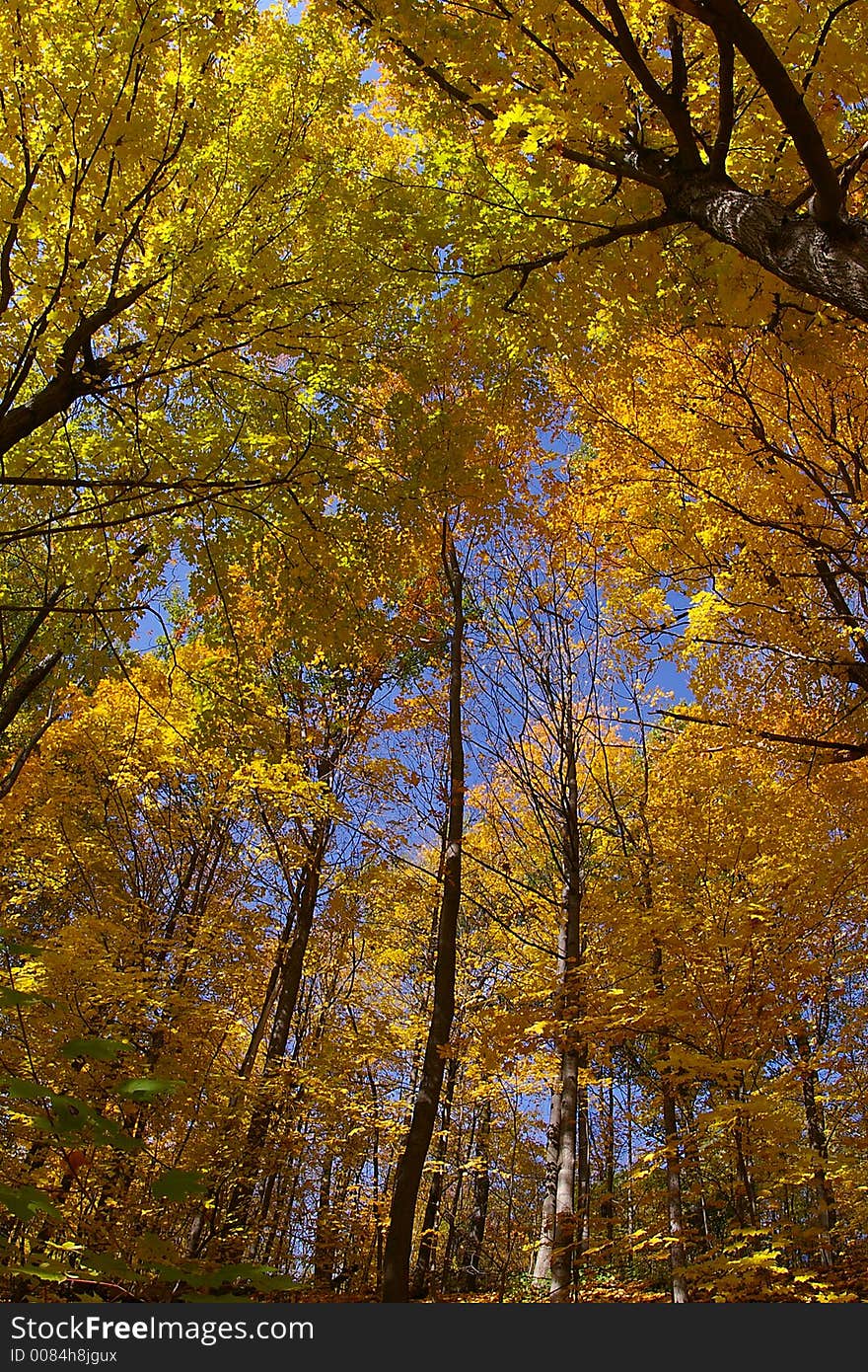 An upward wide-angle (semi-fisheye) view of trees in fall changing color against a blue sky background. An upward wide-angle (semi-fisheye) view of trees in fall changing color against a blue sky background.