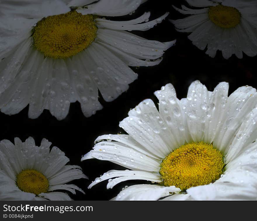 White daisy s with drops of wate