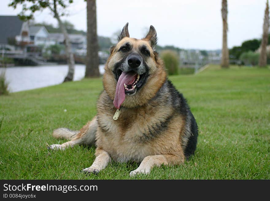 Black and tan german sheppard laying in the green grass panting. Black and tan german sheppard laying in the green grass panting