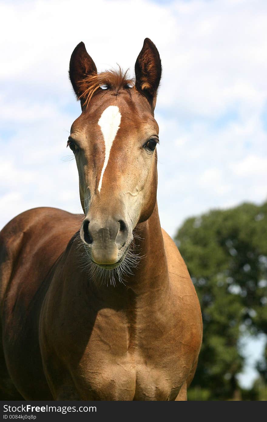 Foal Portrait