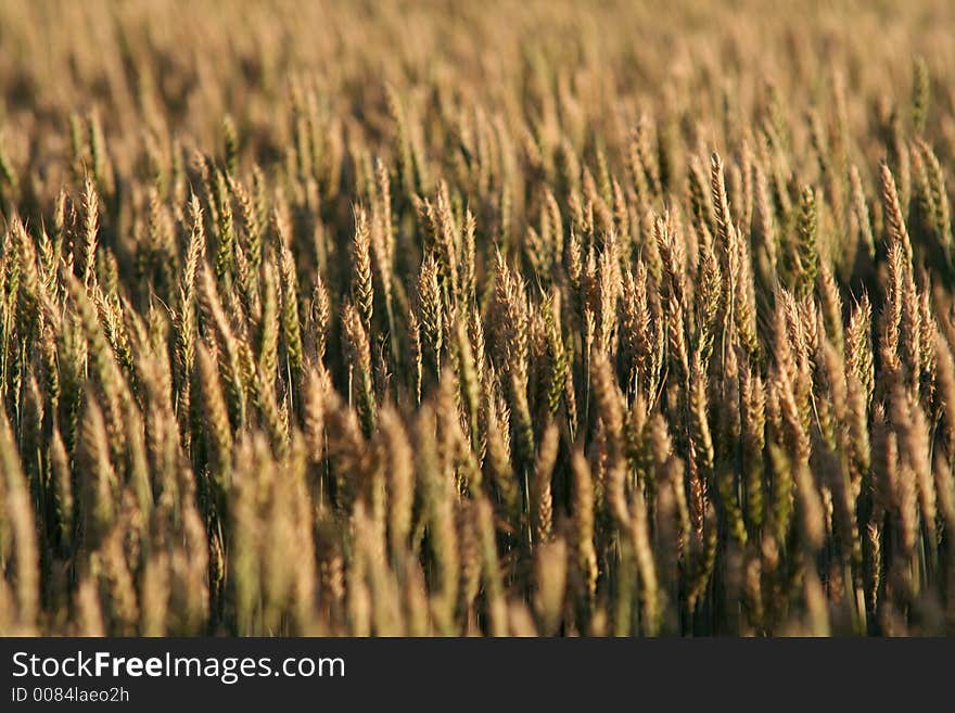 A field in a evening light