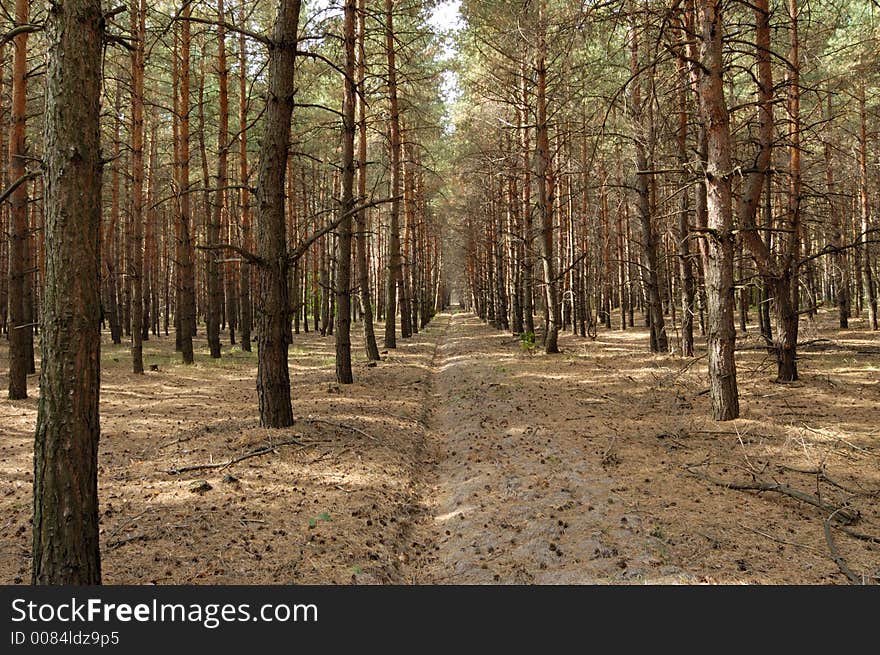 Cutting in a forest