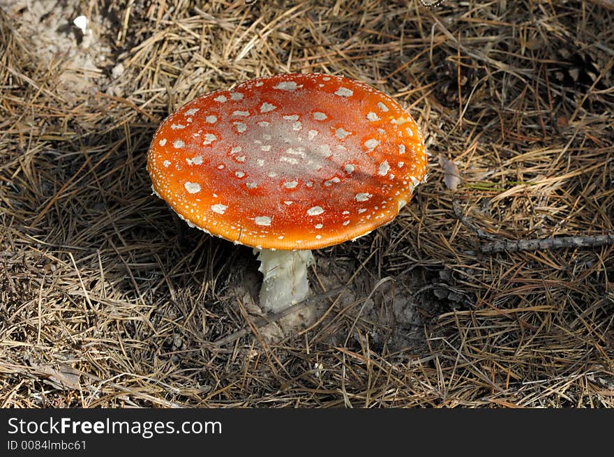 Fungus