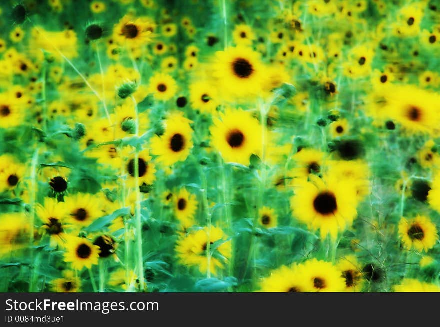 Sunflowers Field