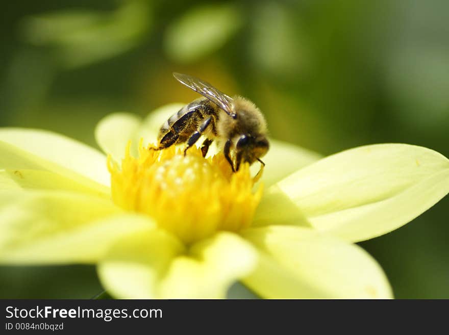 Bee on flower