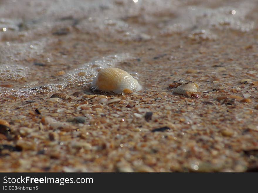 Shell on the Azov sea