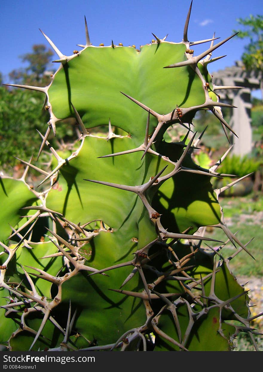 Thorny cactus in green garden. Thorny cactus in green garden