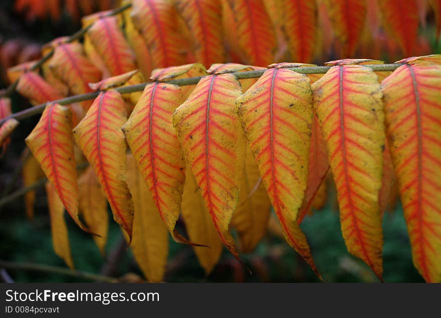 Red and yellow leaves