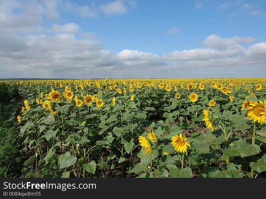 Sunfowers