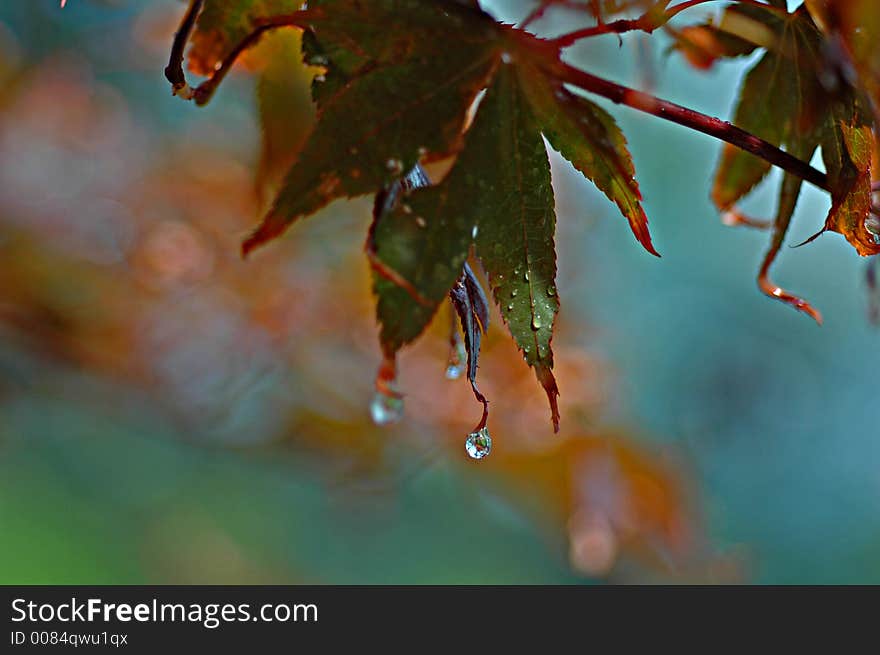 Morning dew condensing on a tree leaf. Morning dew condensing on a tree leaf